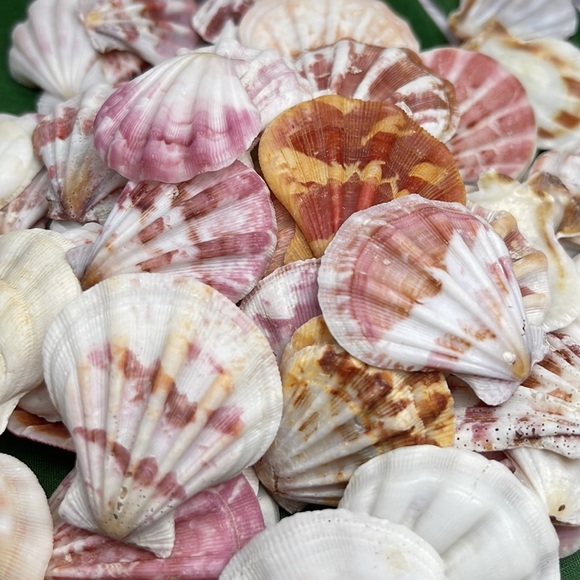 Gorgeous Folded Scallop Seashells Mixed Lot for Jewelry DIY or Nautical Decor - Picture 11 of 13